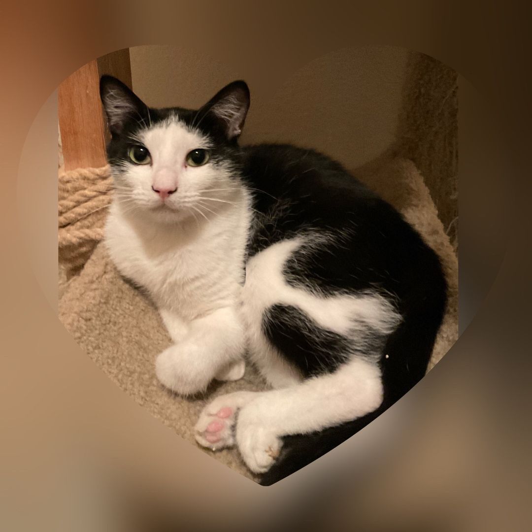 Meowin, an adopted Domestic Short Hair in Fort Worth, TX image 1/3