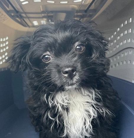 Enlarge Isabella D6172, a Adopted Shih Tzu in minneapolis, MN image 1/3