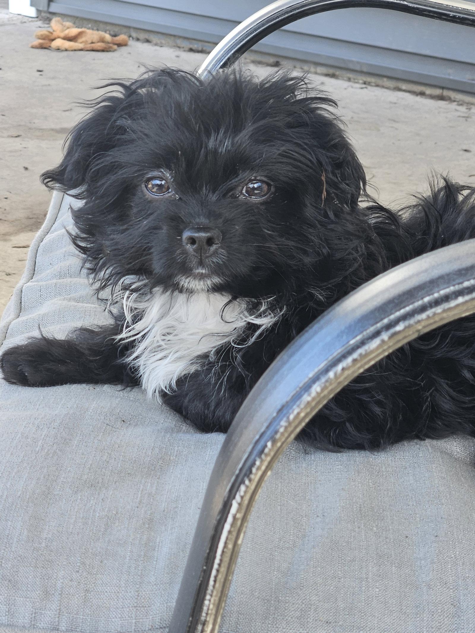 Enlarge Isabella D6172, a Adopted Shih Tzu in minneapolis, MN image 2/3