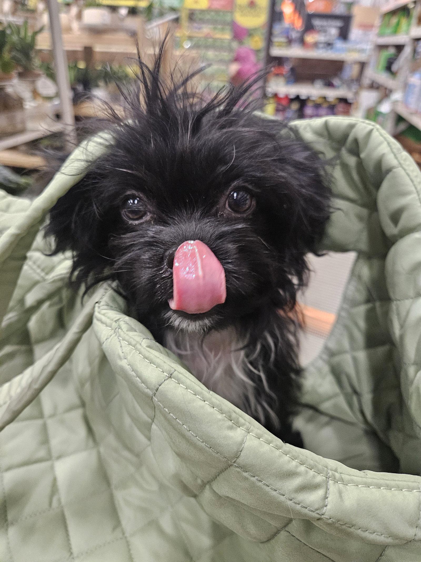 Enlarge Isabella D6172, a Adopted Shih Tzu in minneapolis, MN image 3/3