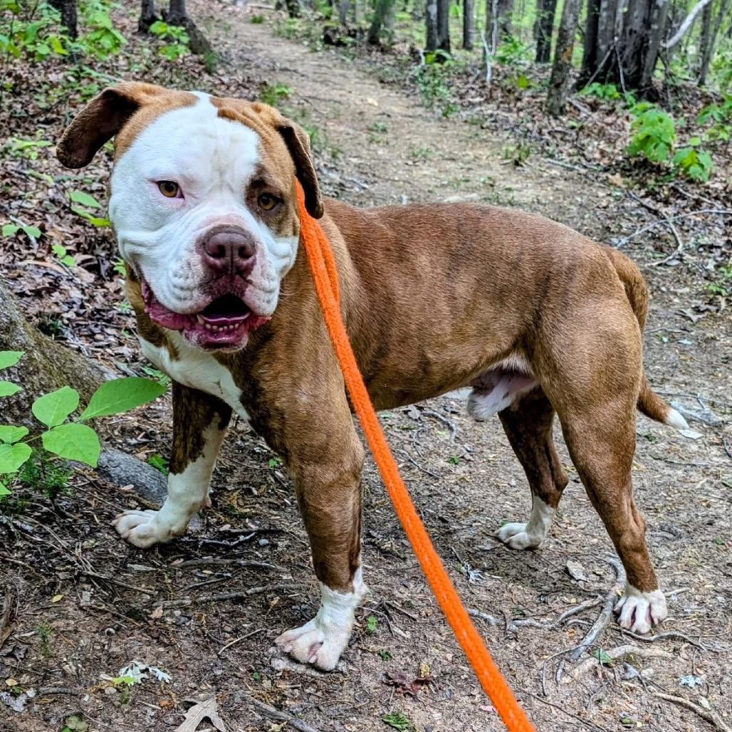 Enlarge Tidbit 25-1035, a Adoptable mixed breed in Yanceyville, NC image 1/6