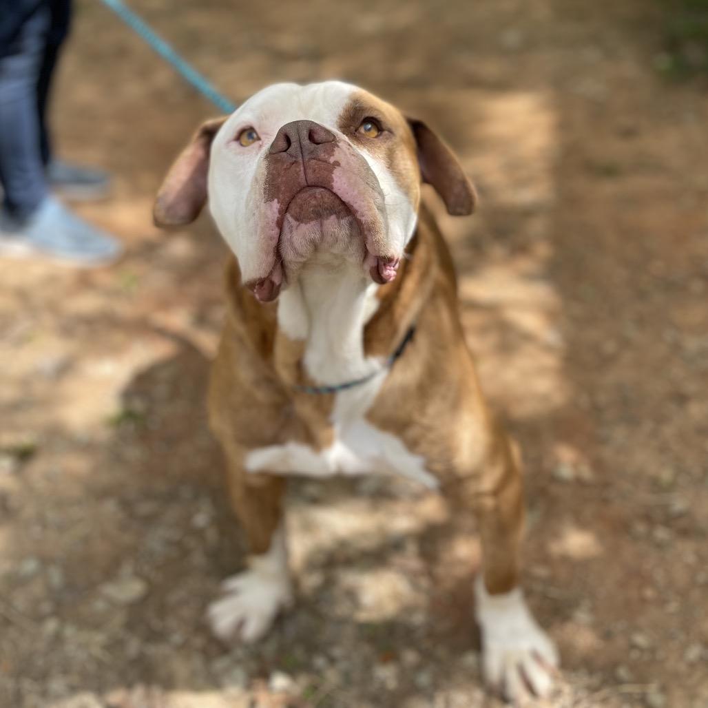 Enlarge Tidbit 25-1035, a Adoptable mixed breed in Yanceyville, NC image 2/6