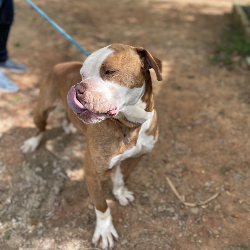 Enlarge Tidbit 25-1035, a Adoptable mixed breed in Yanceyville, NC image 3/6