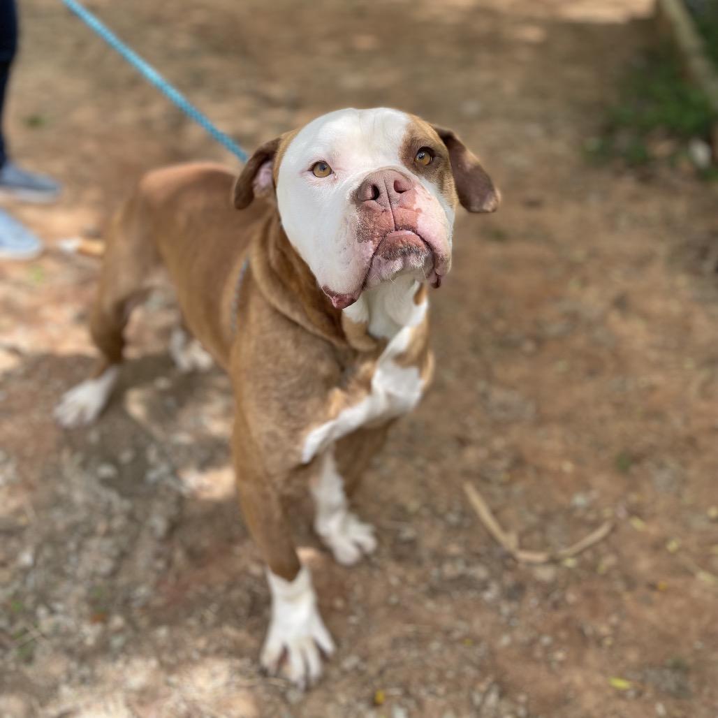 Enlarge Tidbit 25-1035, a Adoptable mixed breed in Yanceyville, NC image 4/6