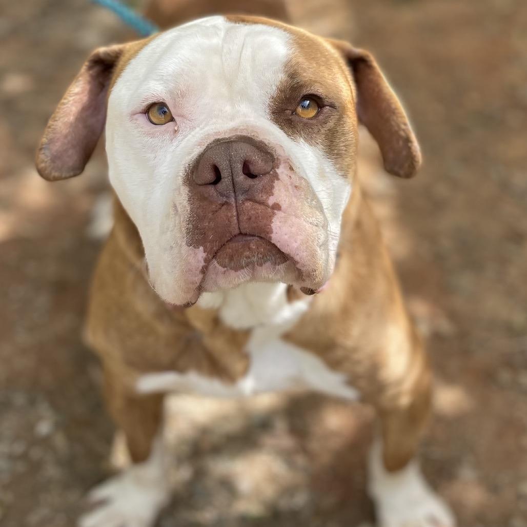 Enlarge Tidbit 25-1035, a Adoptable mixed breed in Yanceyville, NC image 5/6