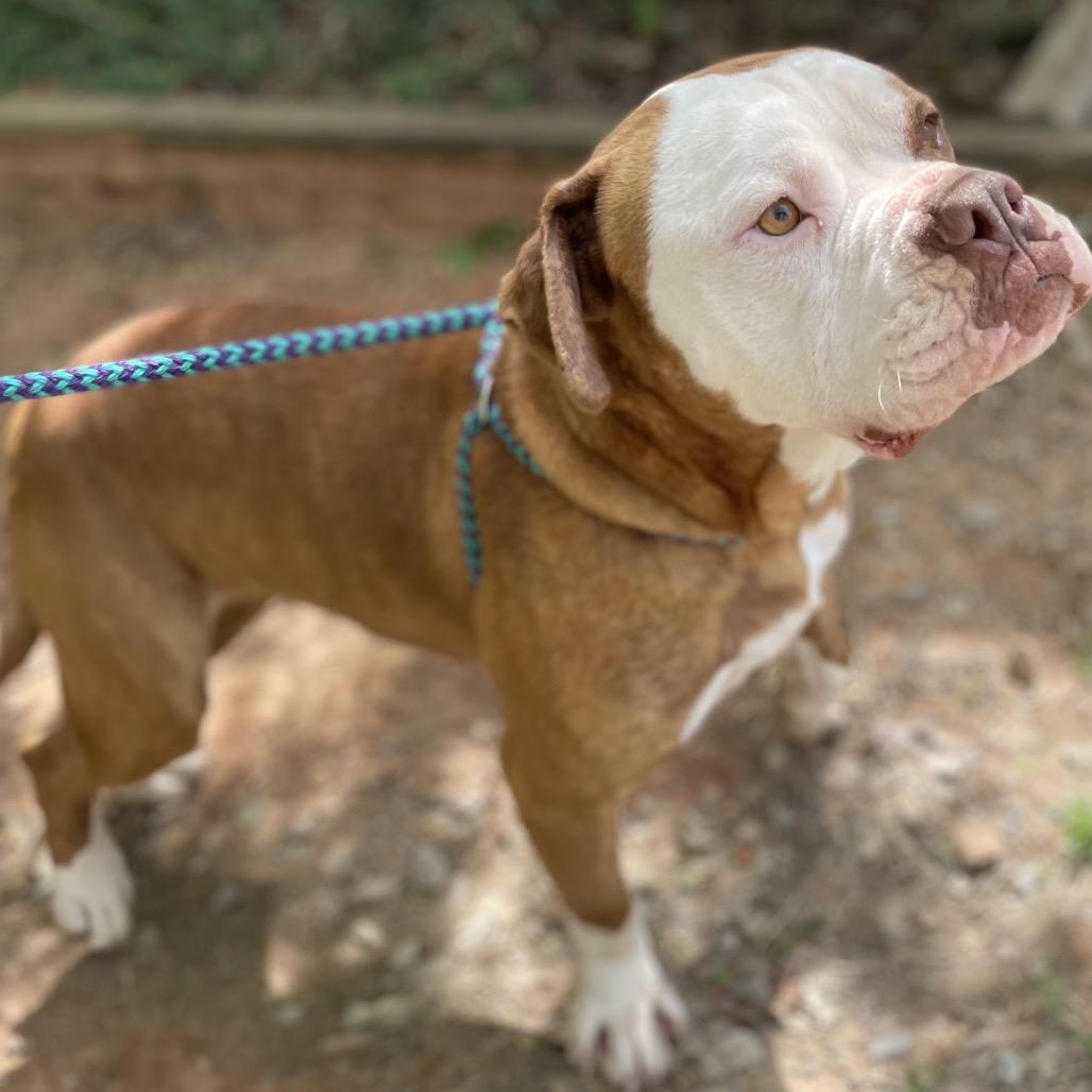 Enlarge Tidbit 25-1035, a Adoptable mixed breed in Yanceyville, NC image 6/6