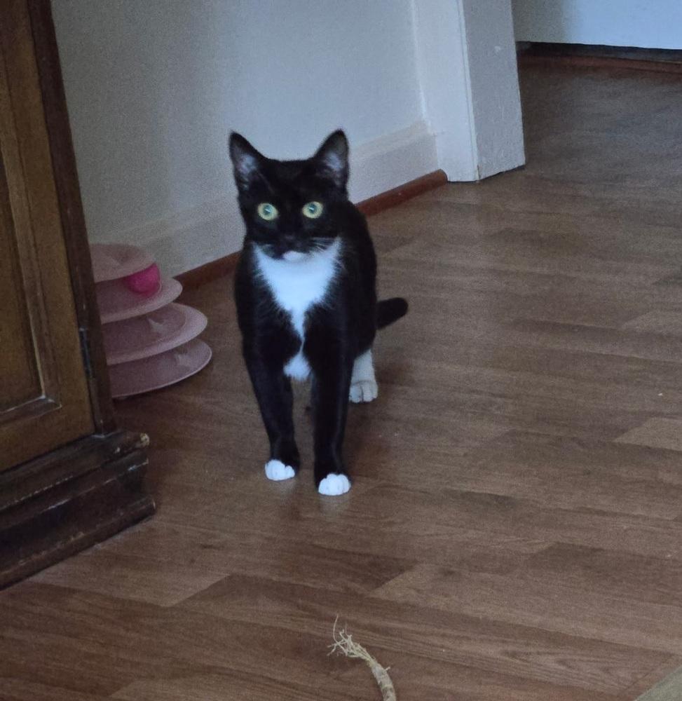 Lucy, Adoptable, Young Female Domestic Short Hair.