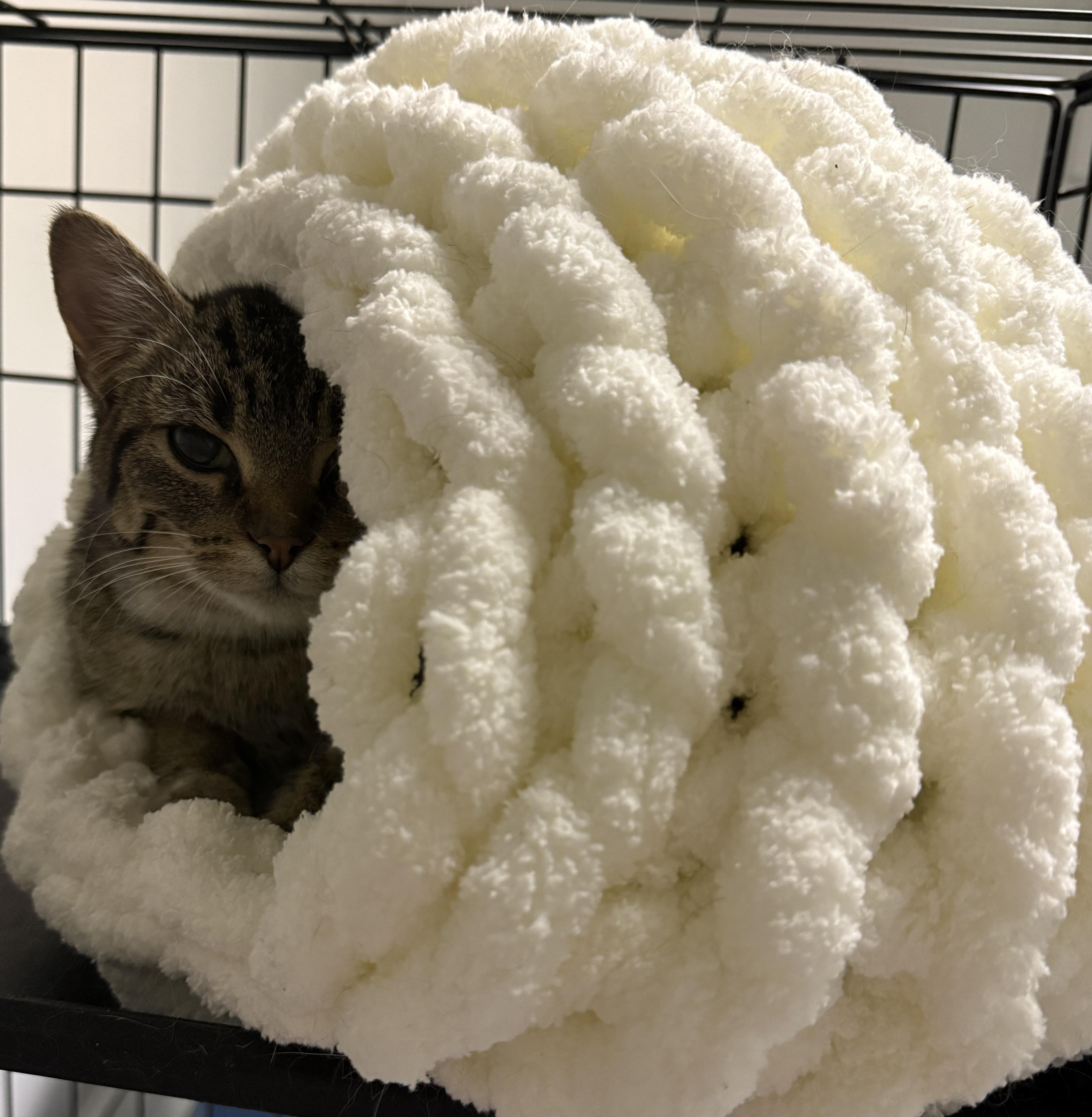 Enlarge Evie, a Adoptable Tabby in Hibbing, MN image 1/4