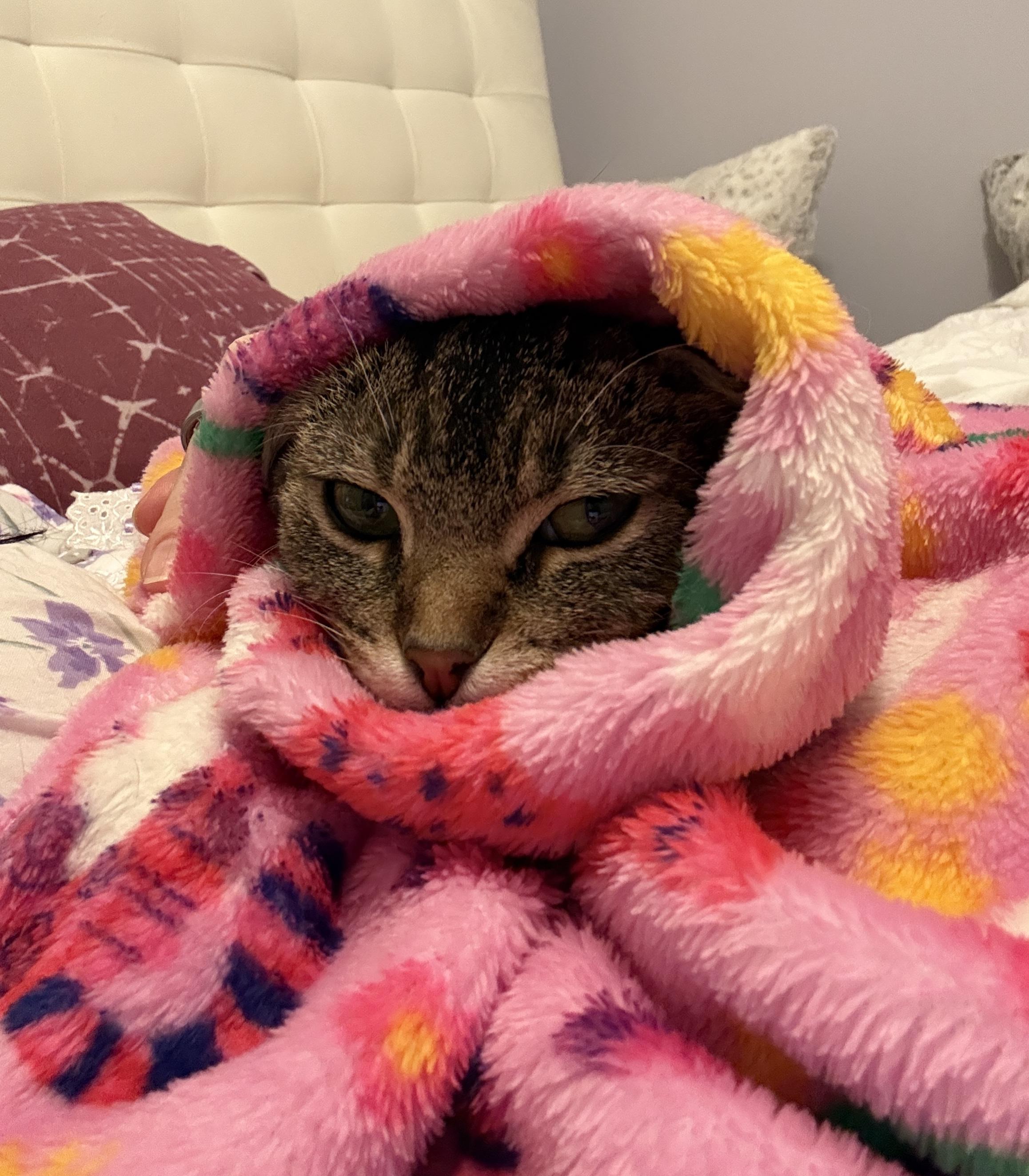 Enlarge Evie, a Adoptable Tabby in Hibbing, MN image 1/6