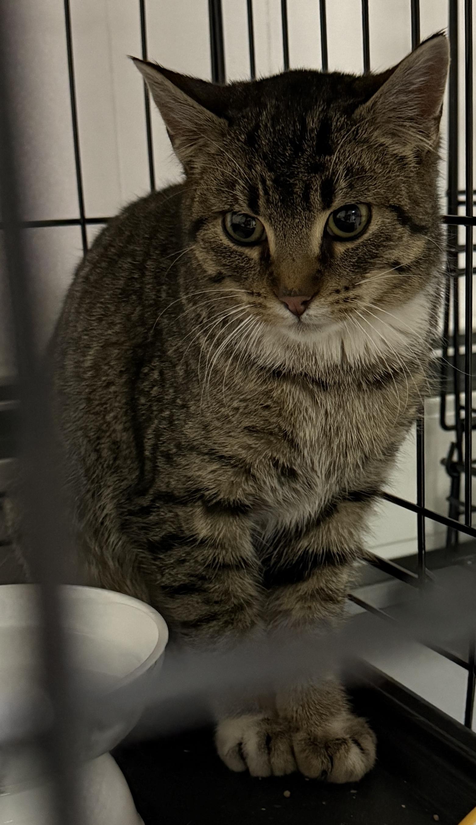 Enlarge Evie, a Adoptable Tabby in Hibbing, MN image 4/4
