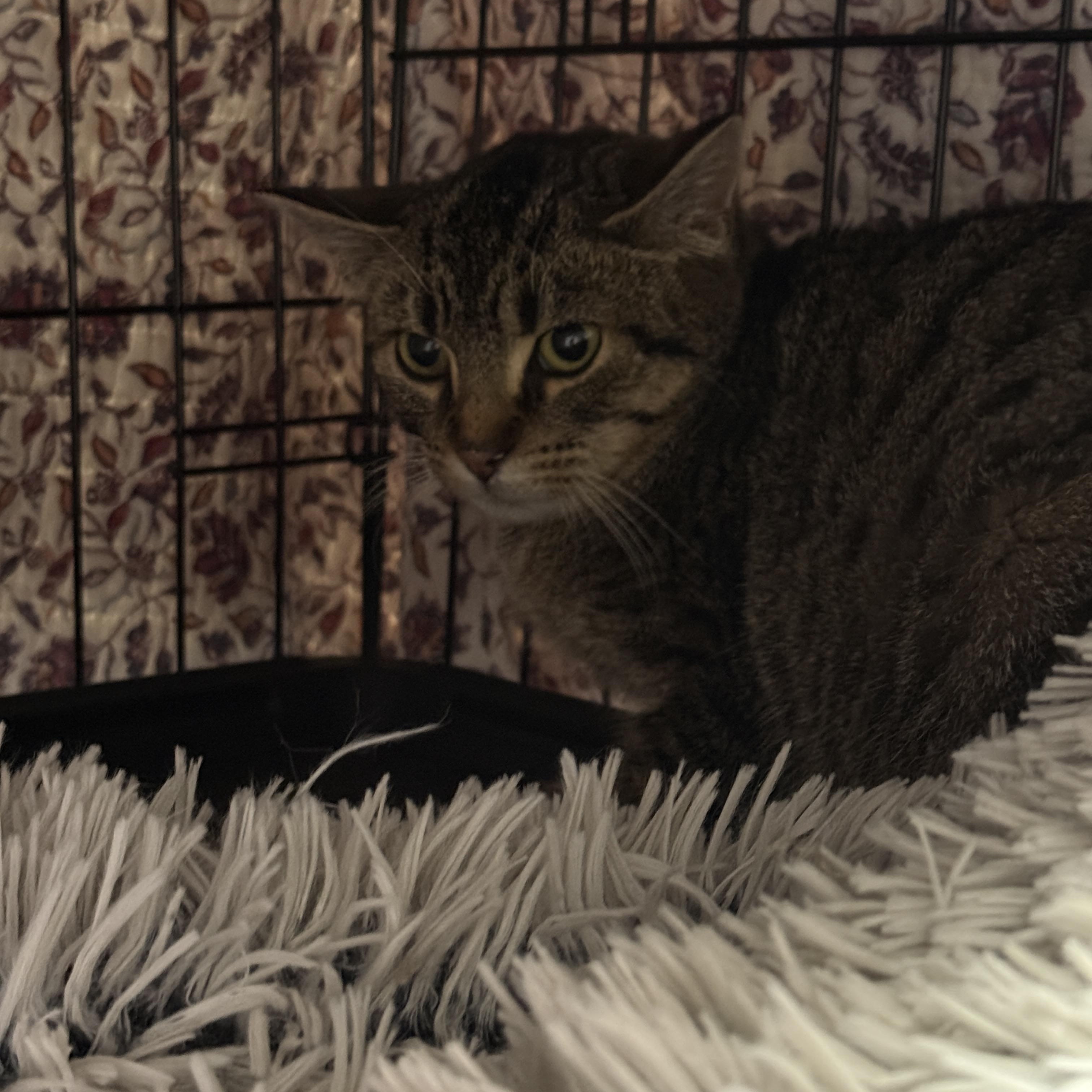 Enlarge Evie, a Adoptable Tabby in Hibbing, MN image 3/4