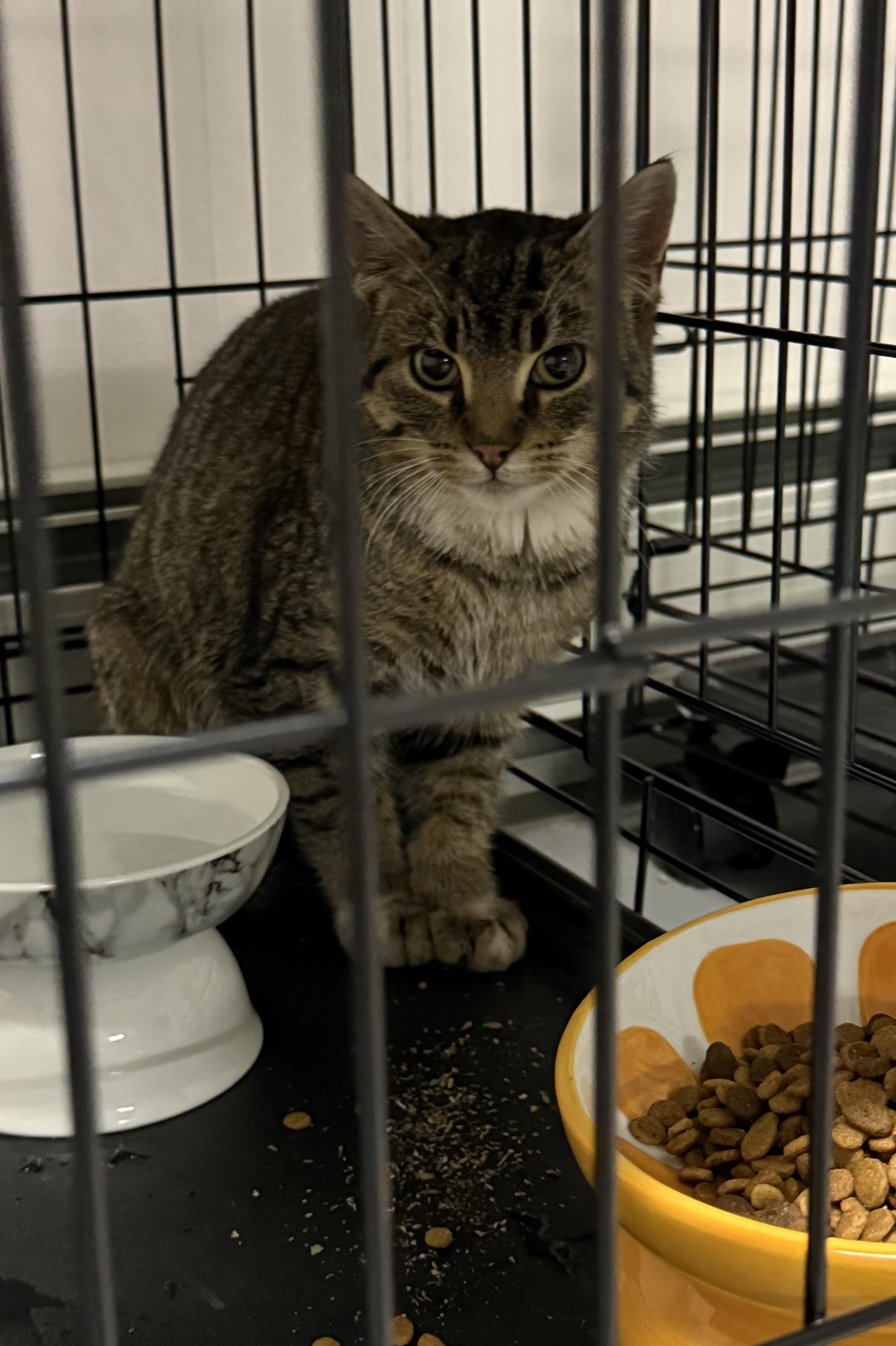 Enlarge Evie, a Adoptable Tabby in Hibbing, MN image 2/4