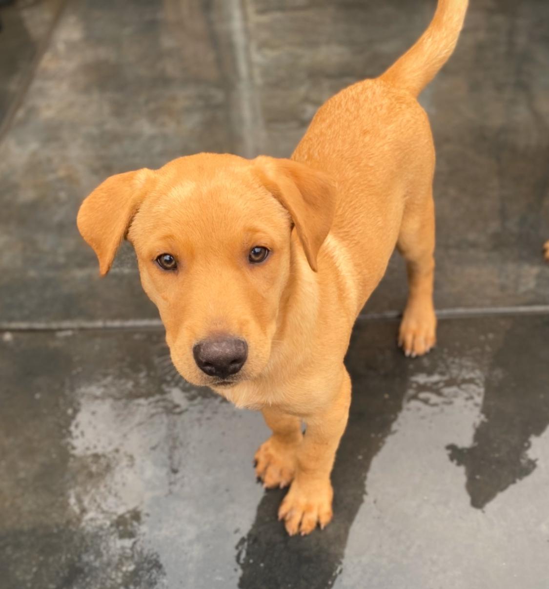 Roy, Adoptable, Young Male Yellow Labrador Retriever & Doberman Pinscher.