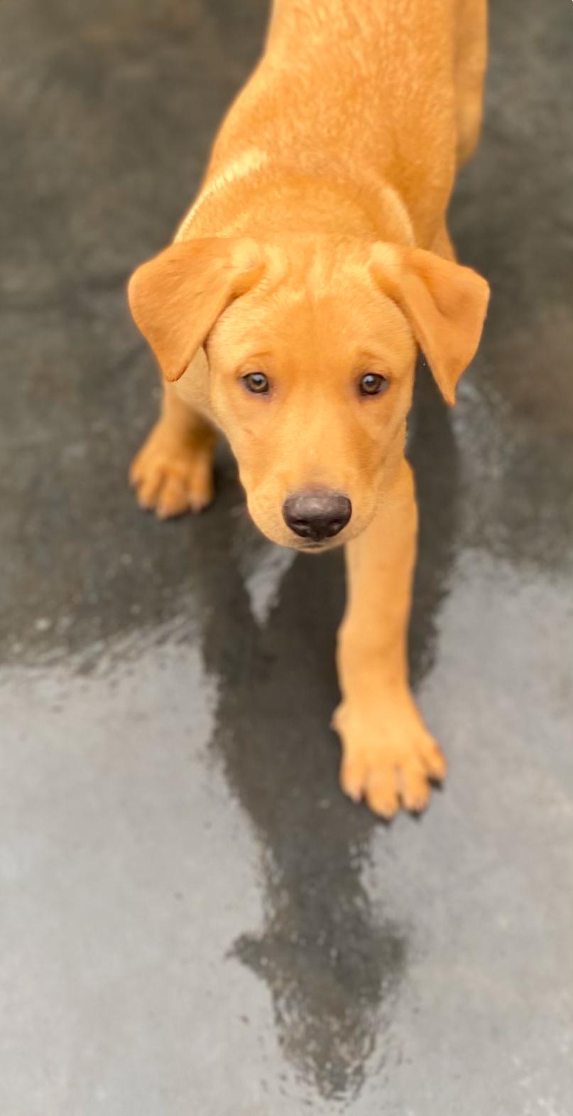 Roy, a Adoptable mixed breed image 2/3