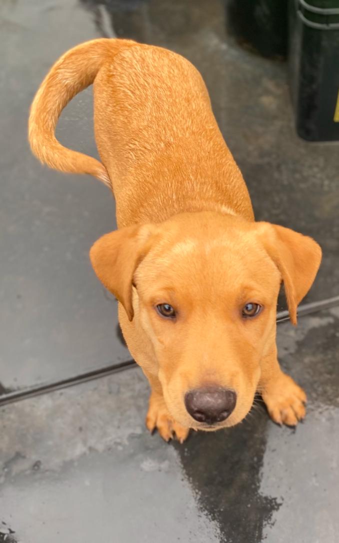 Roy, a Adoptable mixed breed image 3/3