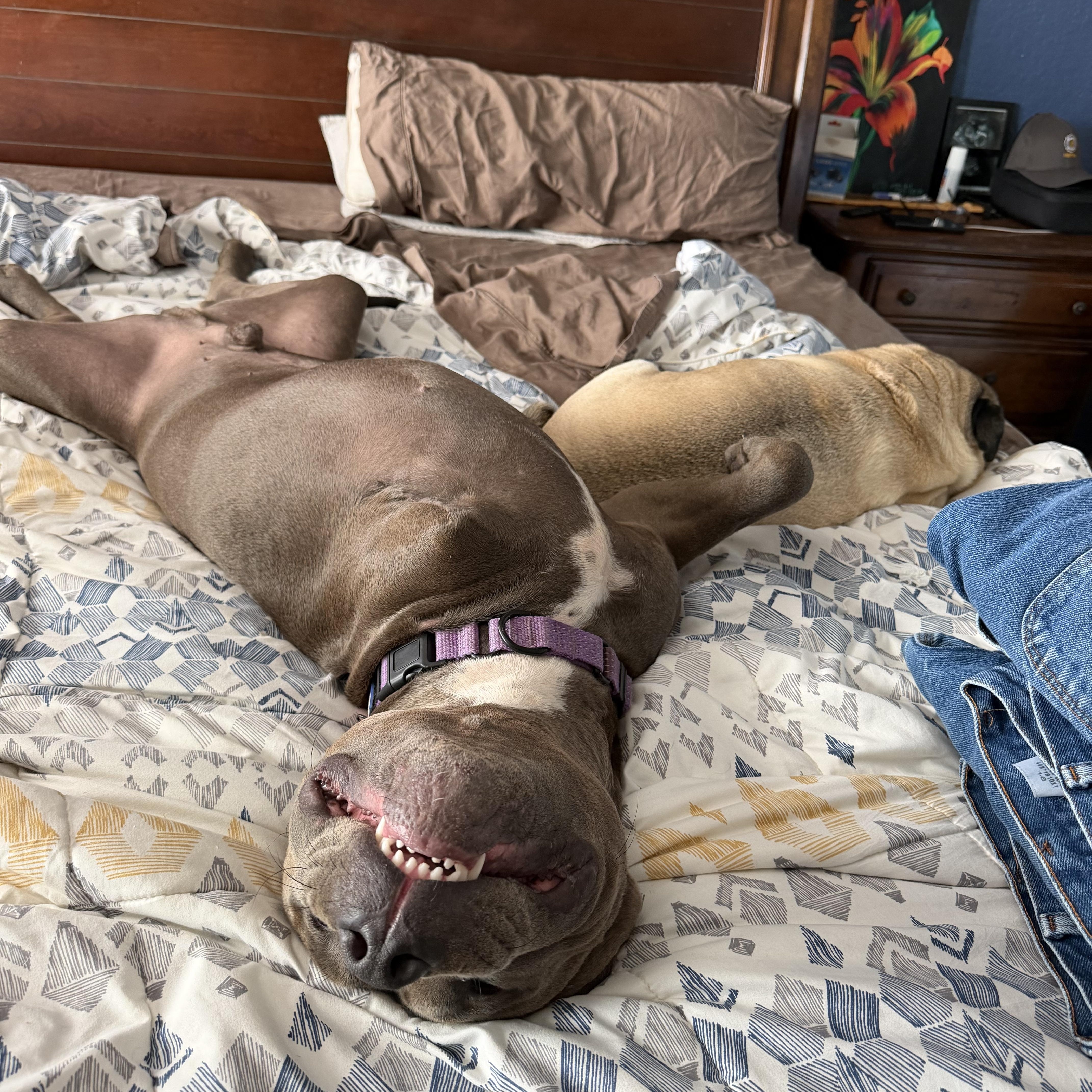 Enlarge Atlas, a Adoptable mixed breed in Austin , TX image 4/6