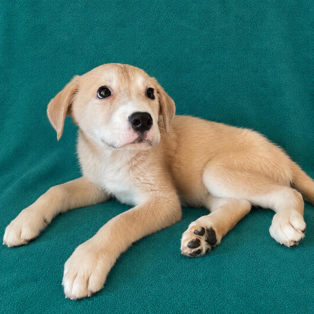 Enlarge Leo, a Adoptable Labrador Retriever in Tucson, AZ image 1/1