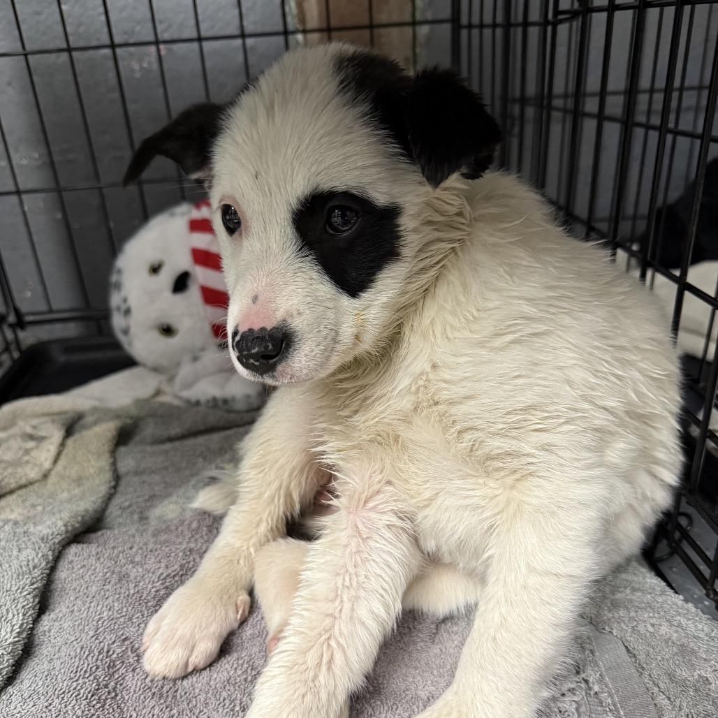 Martha, adopted, Puppy Female American Eskimo Dog & Cattle Dog.