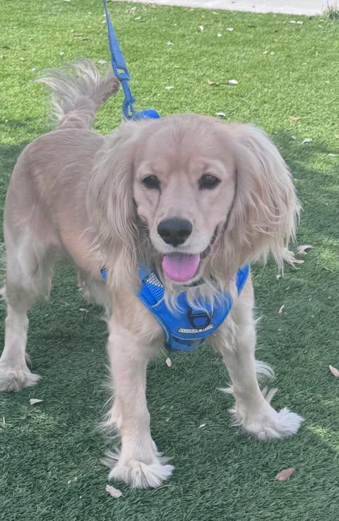 Kane, ADOPTABLE, Adult Male Cocker Spaniel.