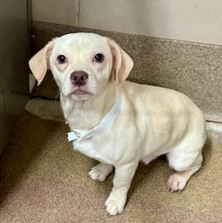 Enlarge FOGHORN, a Adoptable mixed breed in Aurora, IL image 1/1
