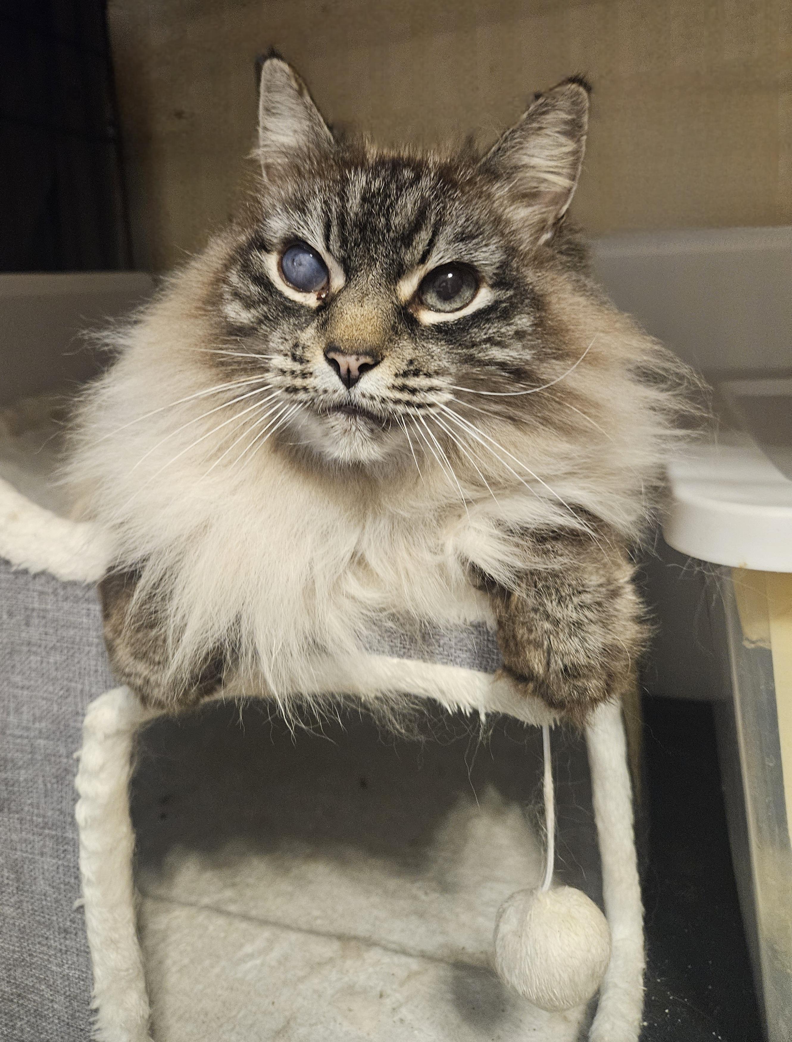 Enlarge Opal, a ADOPTABLE mixed breed in Orlando, FL image 1/4