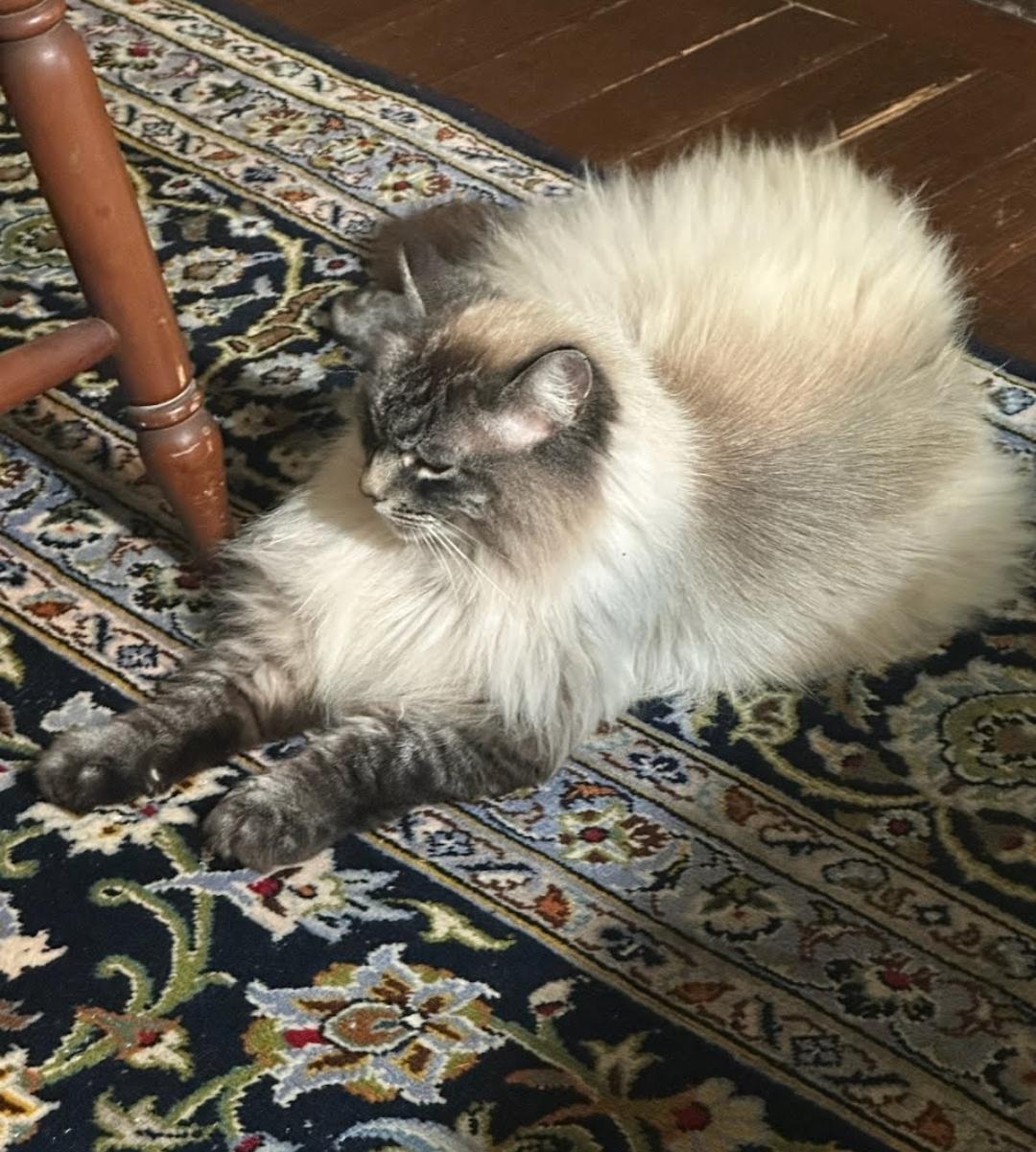 Enlarge Opal, a ADOPTABLE mixed breed in Orlando, FL image 2/4