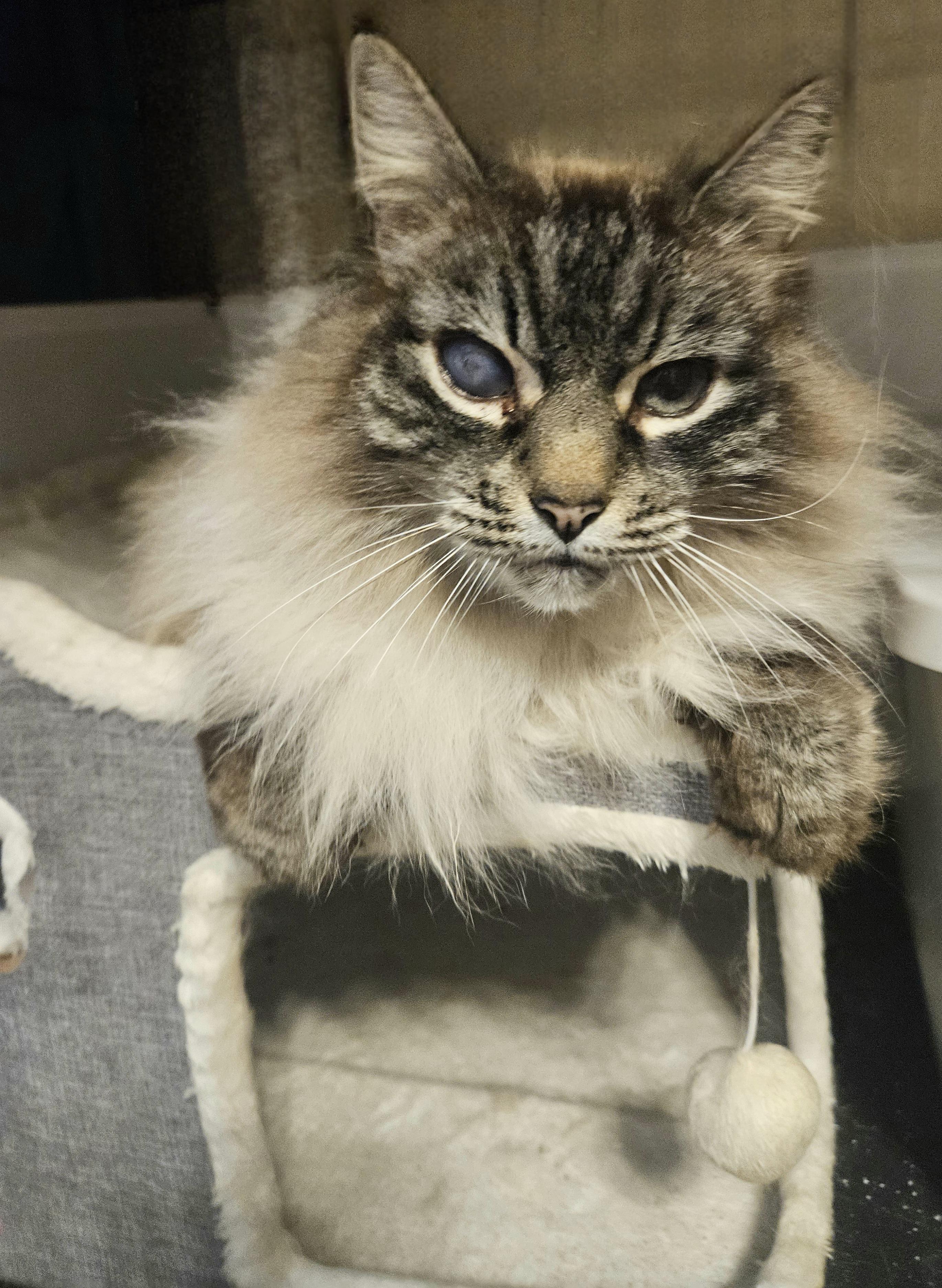 Enlarge Opal, a ADOPTABLE mixed breed in Orlando, FL image 4/4