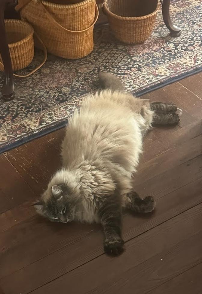 Opal, ADOPTABLE, Senior Female Siberian.
