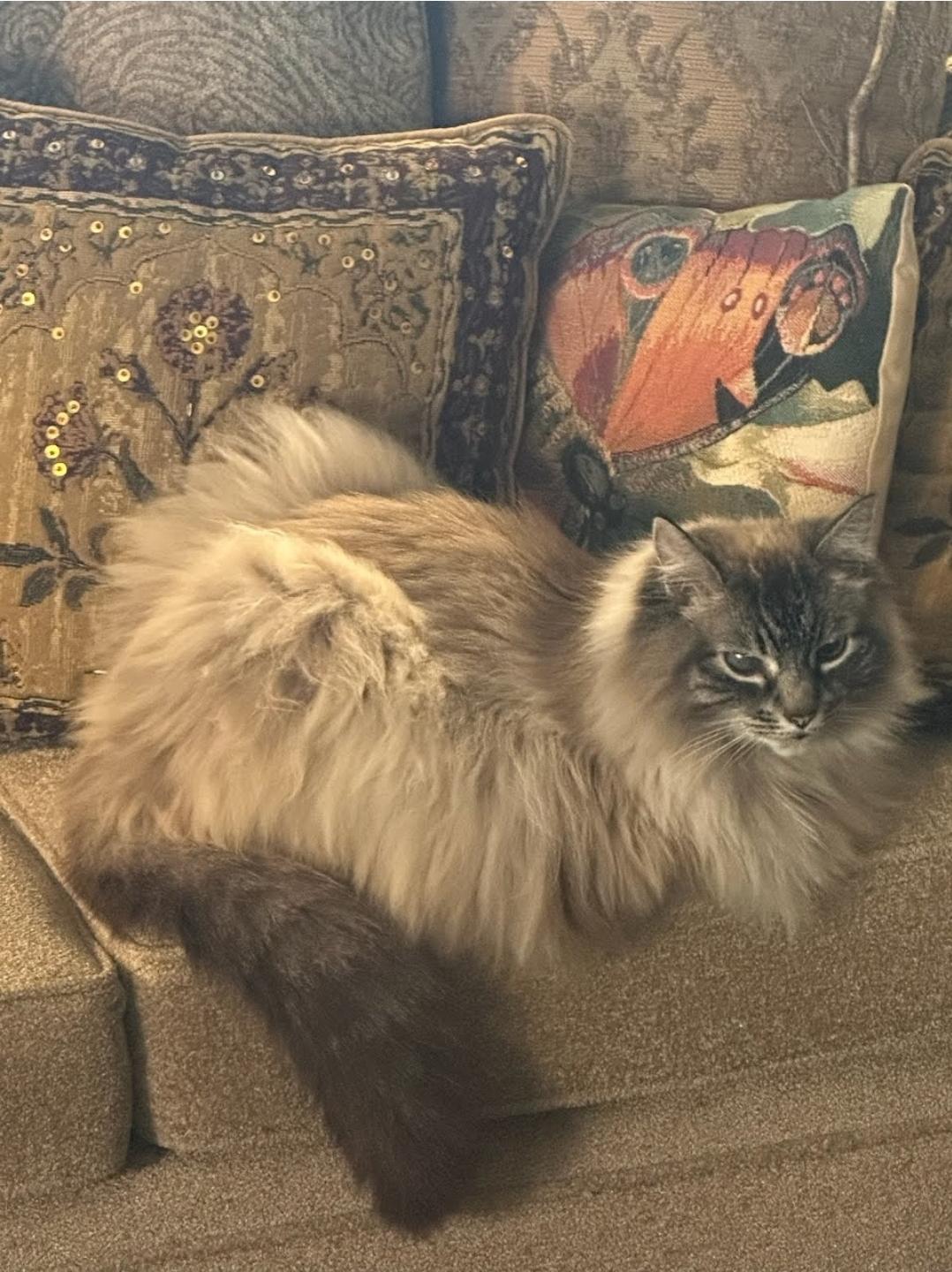 Enlarge Opal, a ADOPTABLE Siberian in Orlando, FL image 1/5