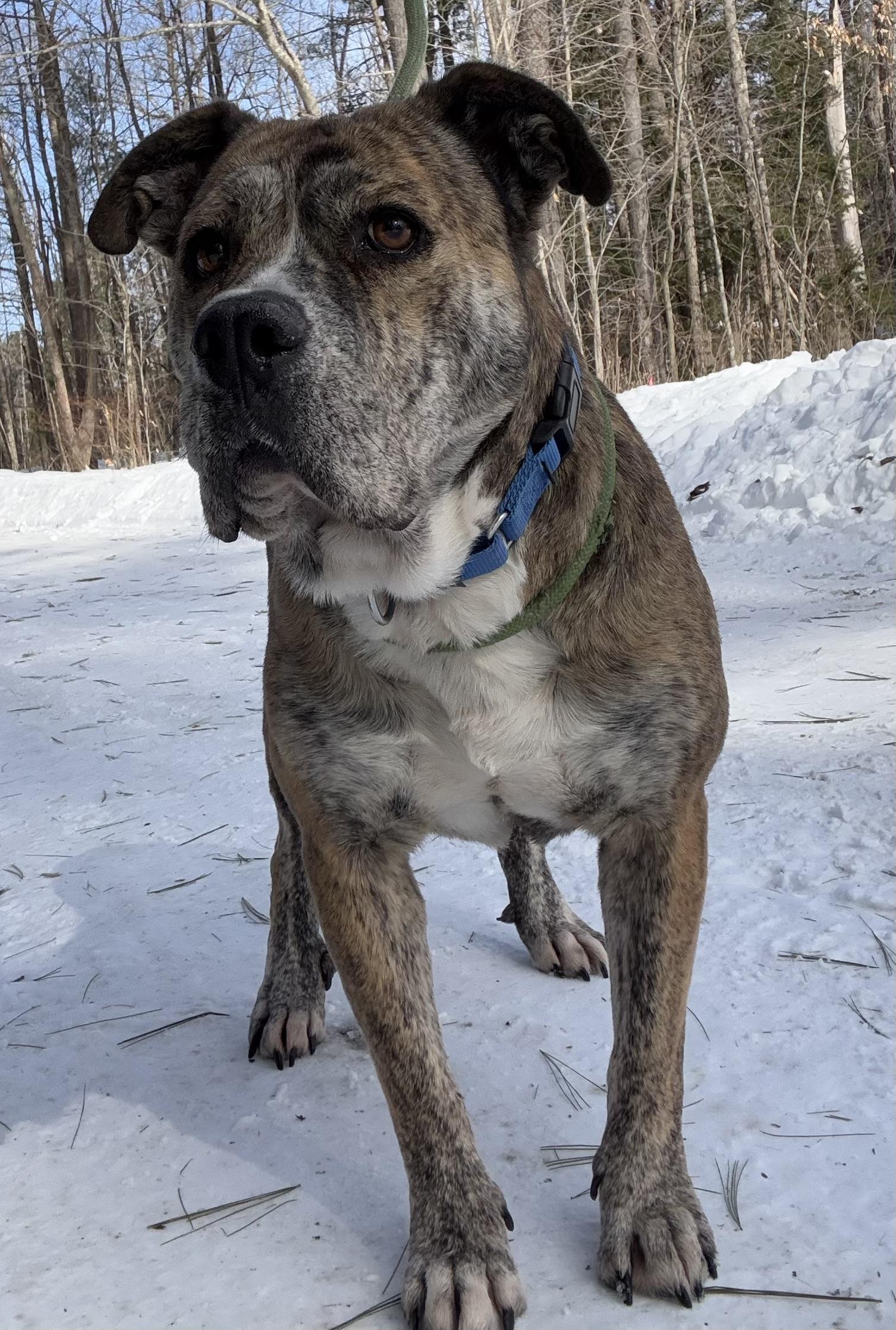 Kyoto, a Adoptable Mixed Breed in Vassalboro, ME image 2/2