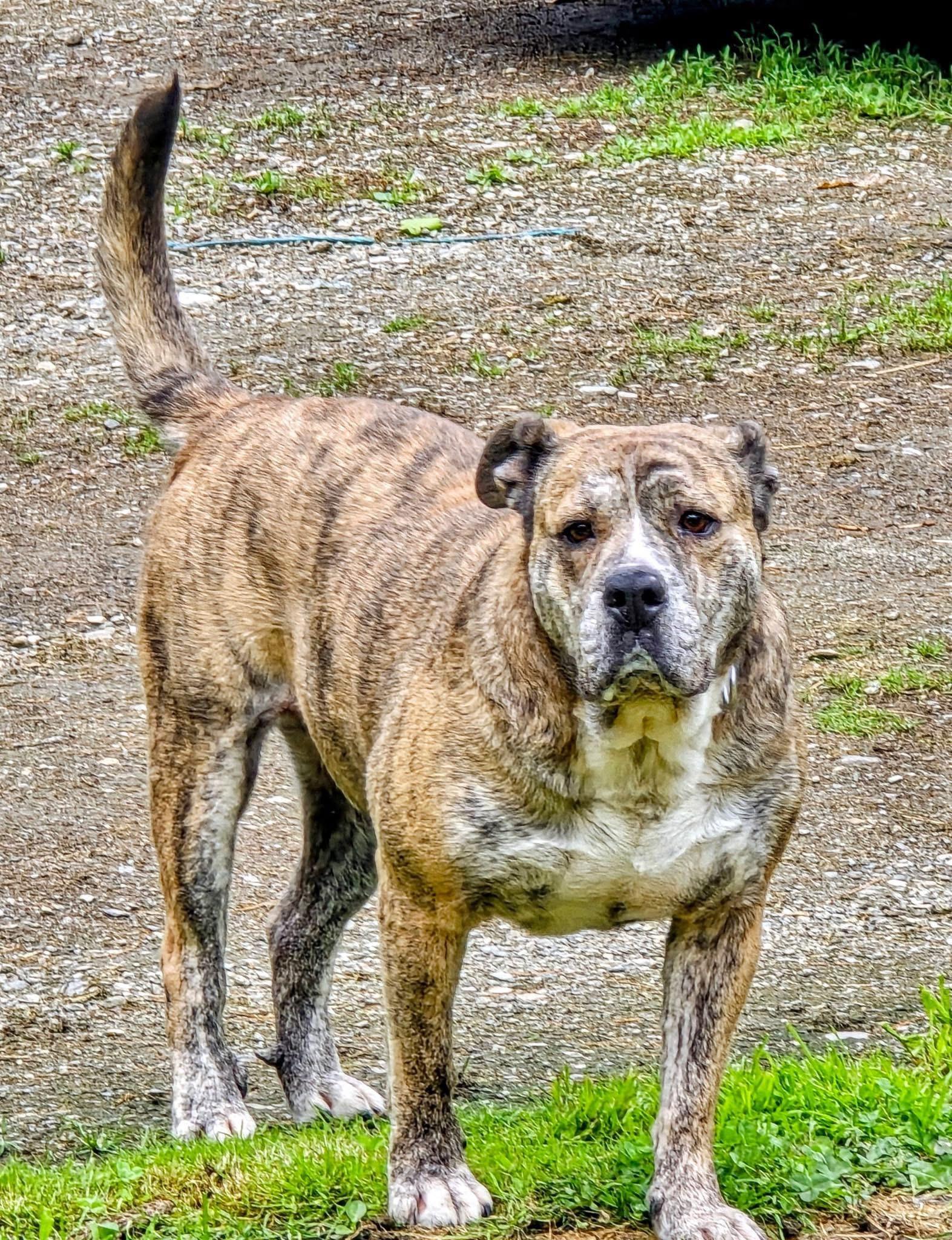 Kyoto, a Adoptable Mixed Breed in Vassalboro, ME image 1/2