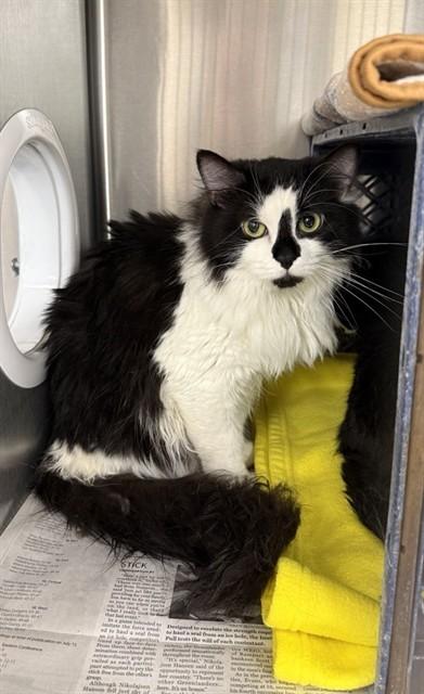 SPICE, Adoptable, Adult Female Domestic Long Hair.