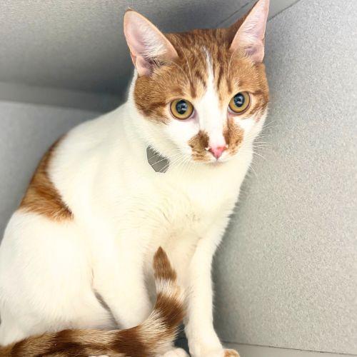 MILO, Adoptable, Young Male Domestic Short Hair.