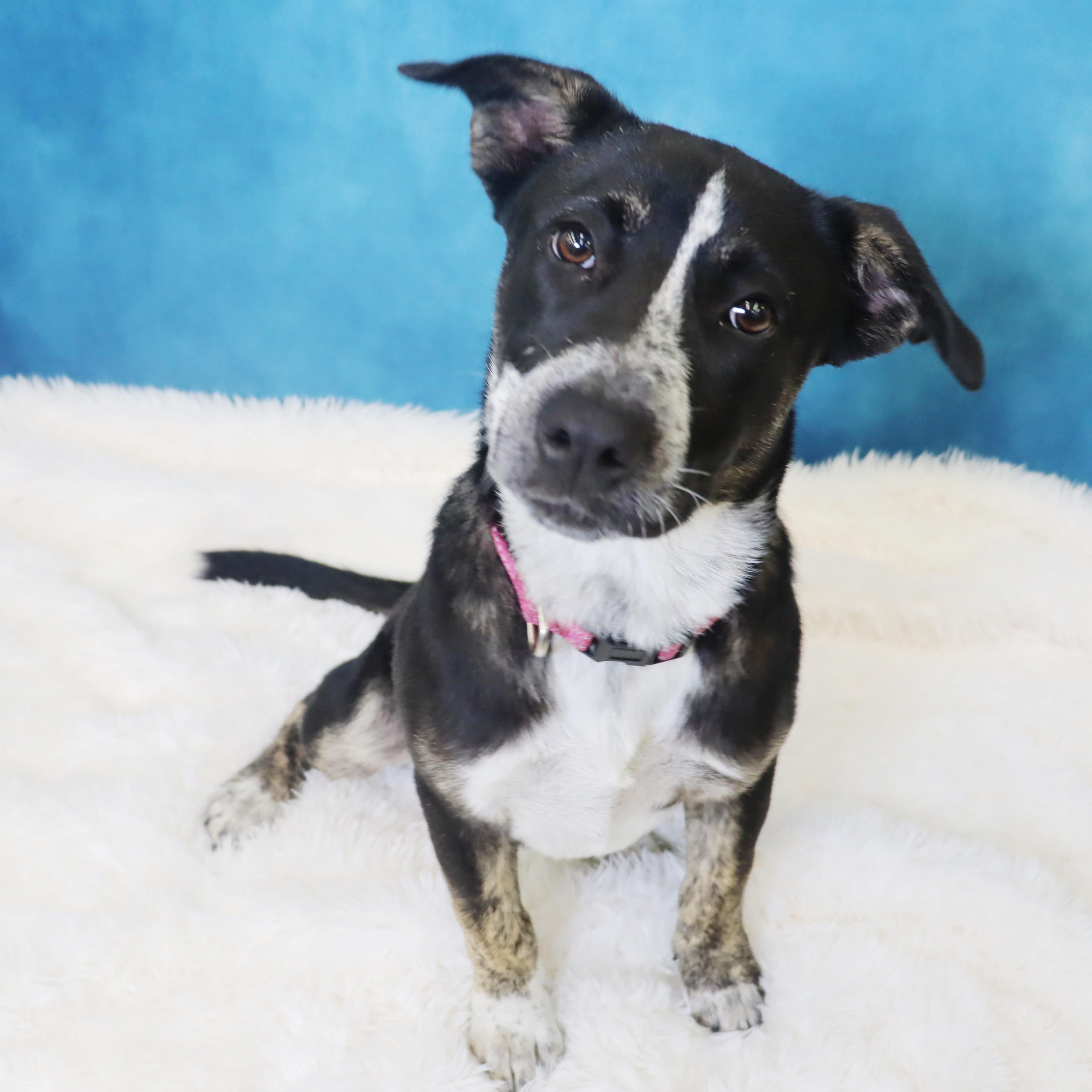 Enlarge Crosby - Adorable pup, a ADOPTABLE mixed breed in League City, TX image 2/6