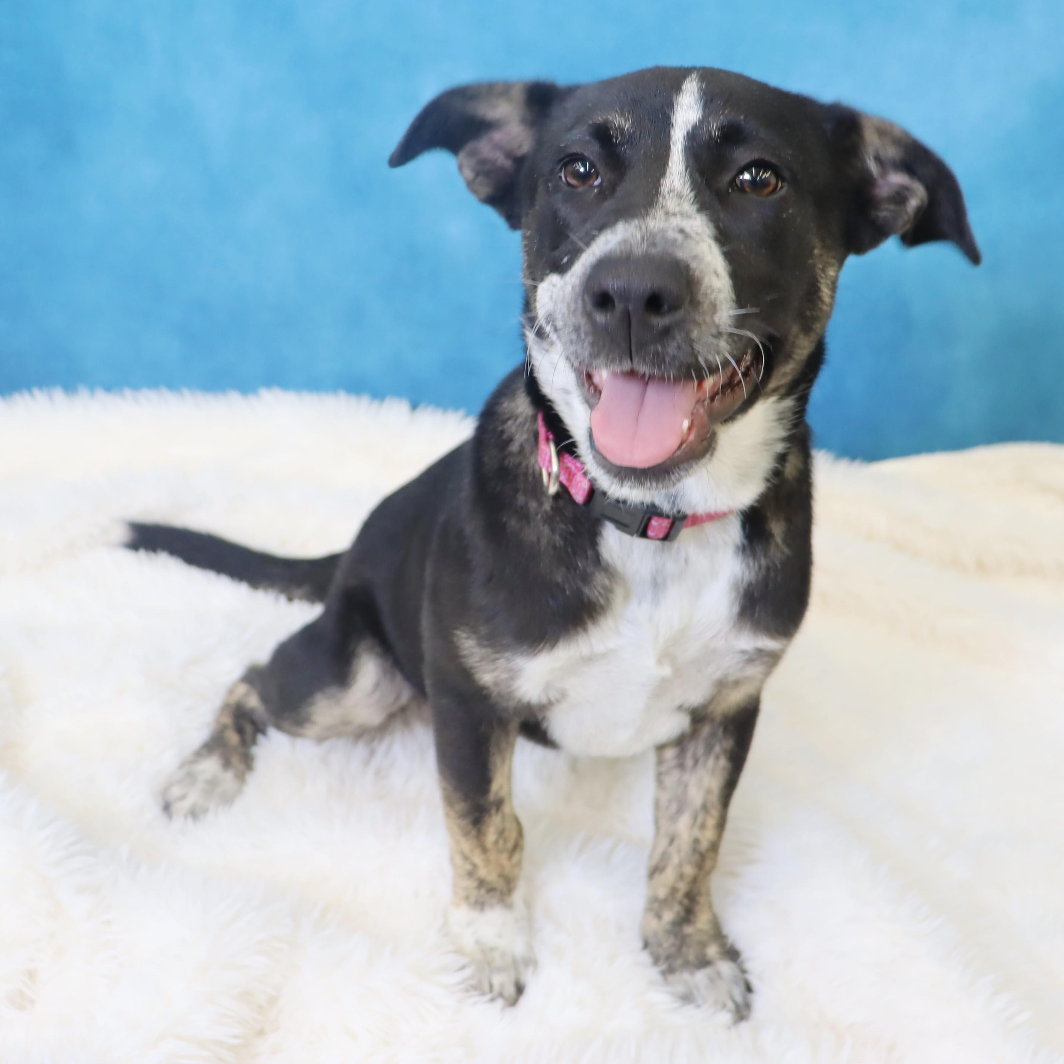Enlarge Crosby - Adorable pup, a ADOPTABLE mixed breed in League City, TX image 1/6
