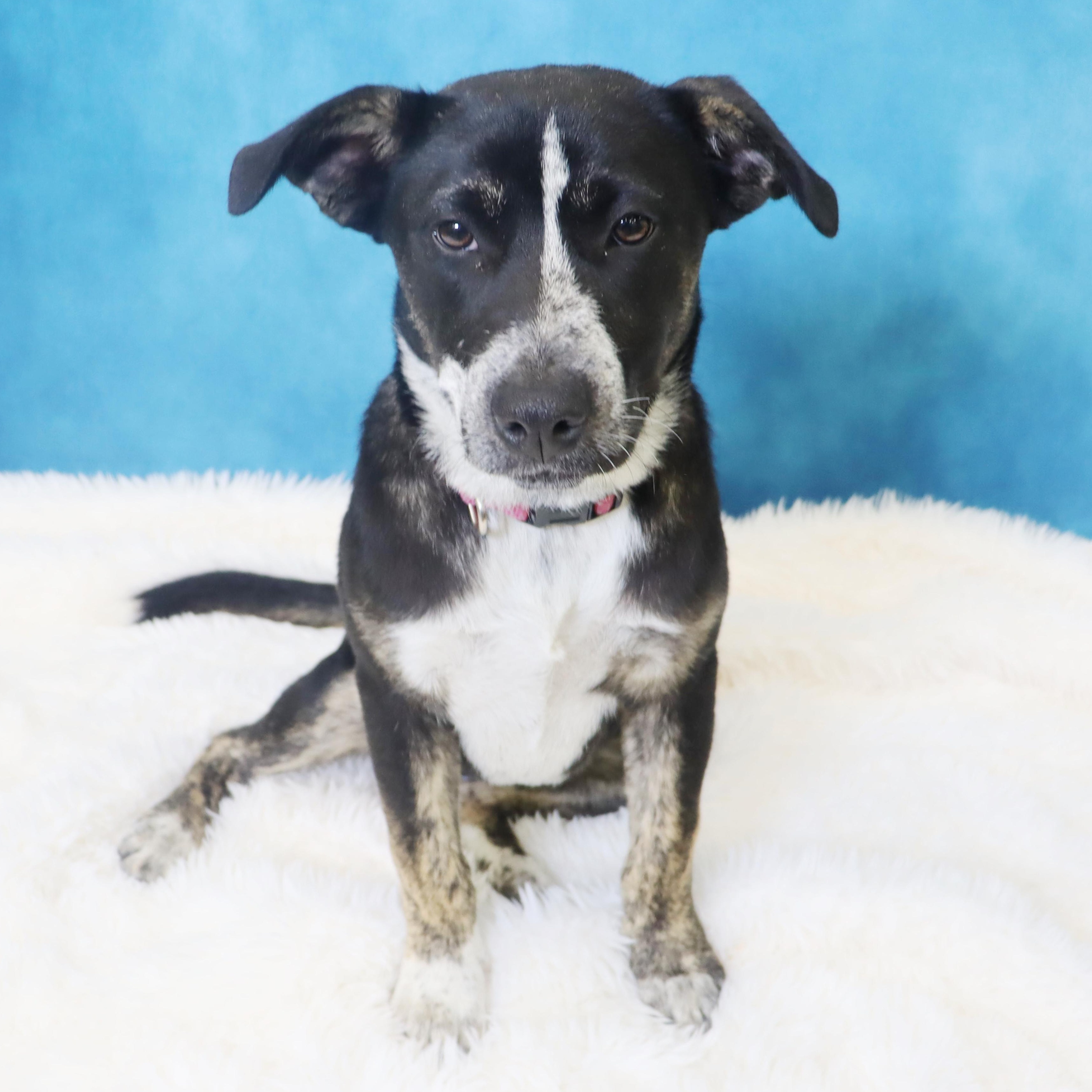 Enlarge Crosby - Adorable pup, a ADOPTABLE mixed breed in League City, TX image 6/6