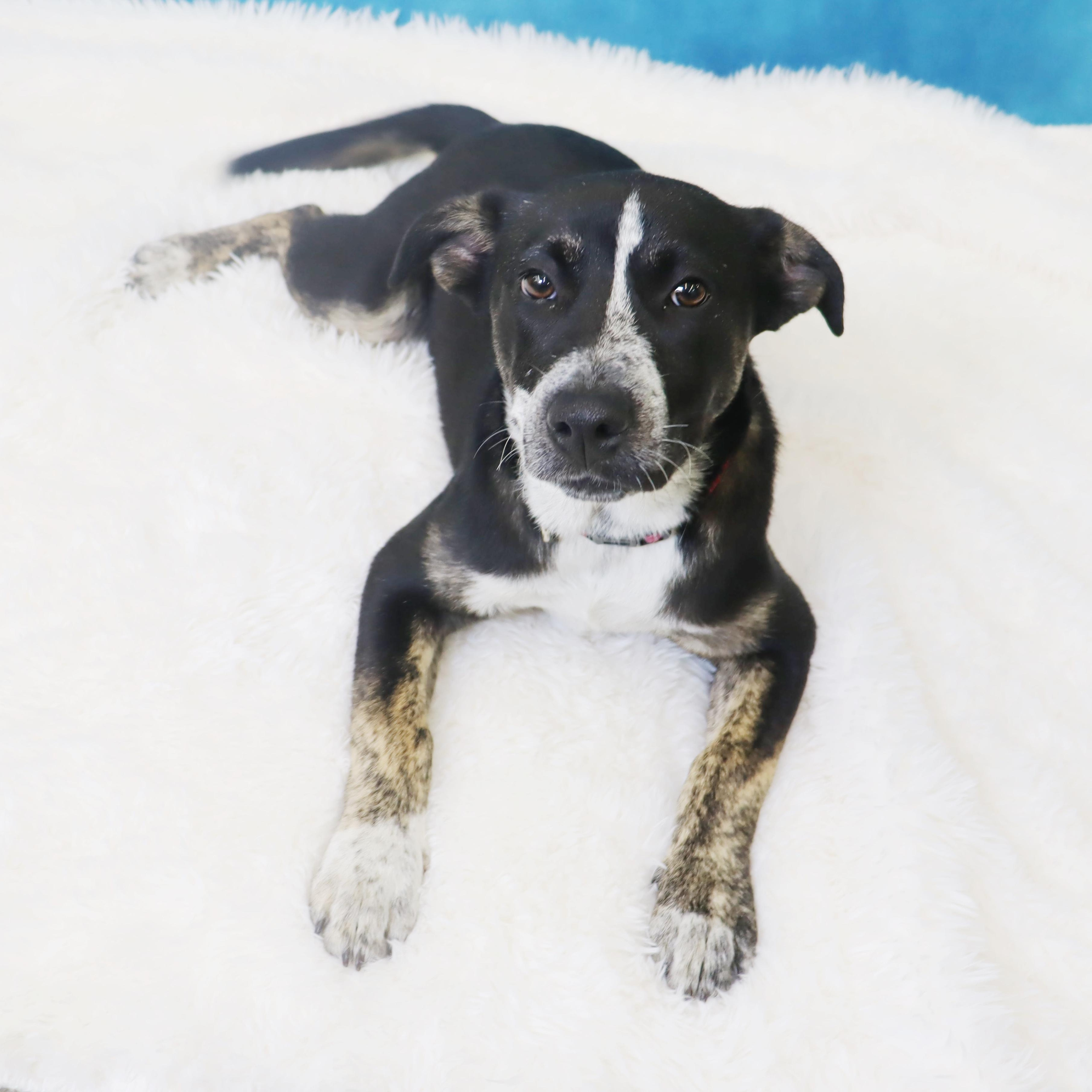 Enlarge Crosby - Adorable pup, a ADOPTABLE mixed breed in League City, TX image 5/6