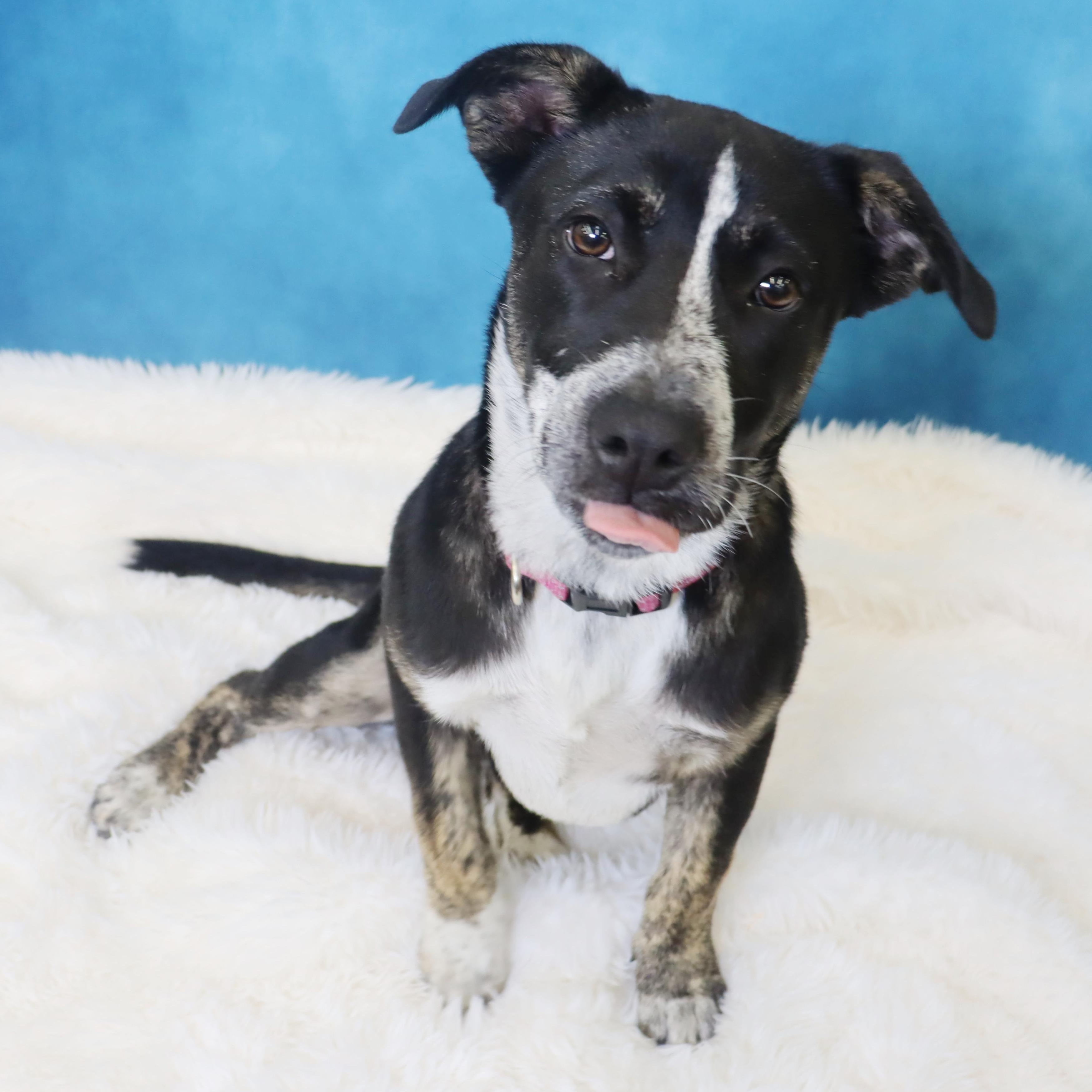 Enlarge Crosby - Adorable pup, a ADOPTABLE mixed breed in League City, TX image 3/6