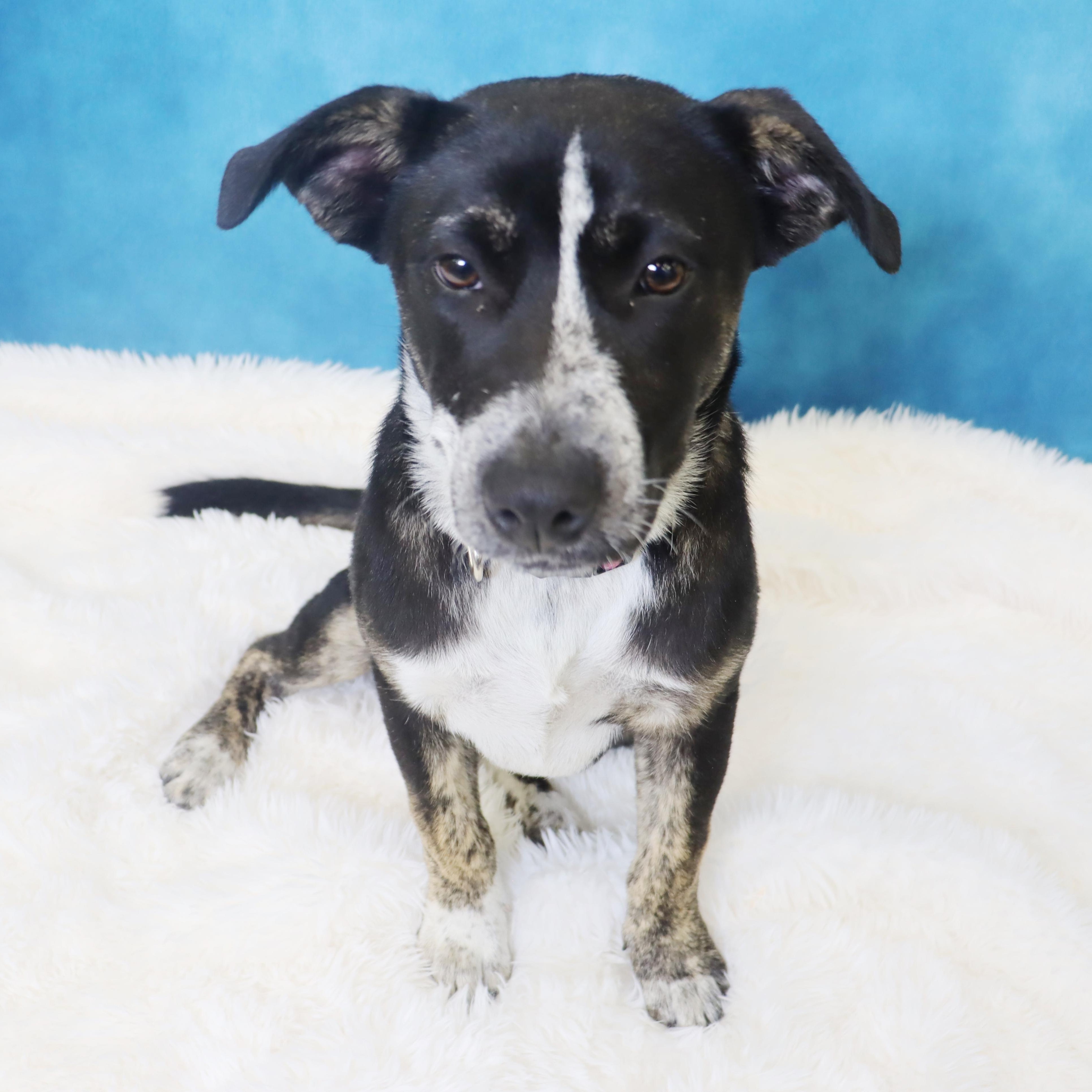 Enlarge Crosby - Adorable pup, a ADOPTABLE mixed breed in League City, TX image 4/6