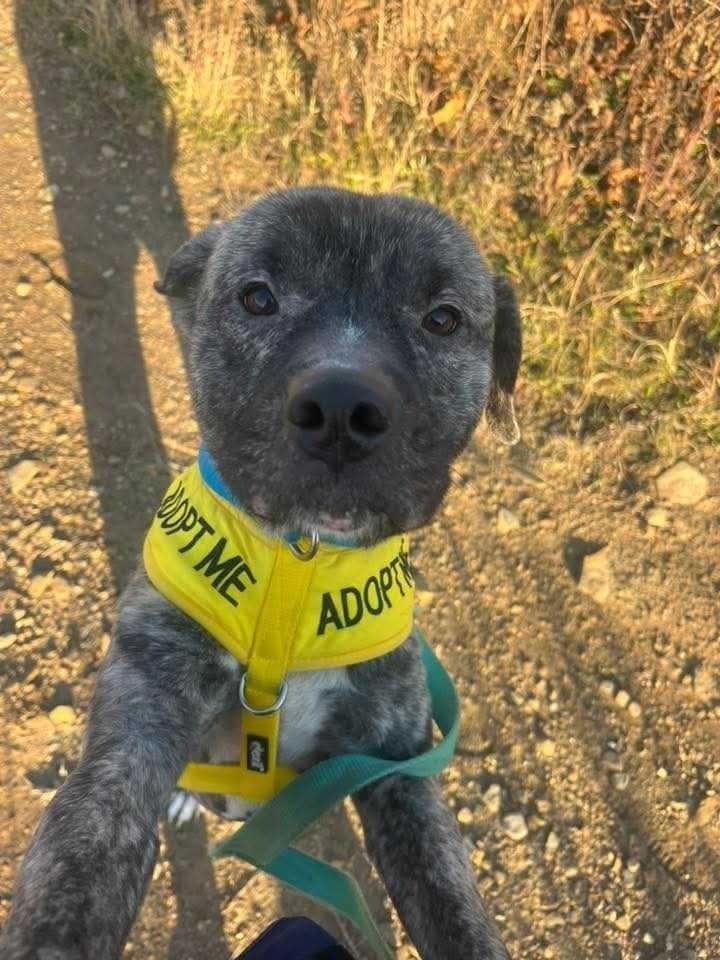 Edward, Adoptable, Young Male Terrier.