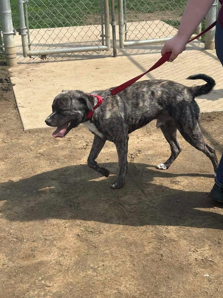 Enlarge Edward, a Adoptable Terrier in New Kensington, PA image 3/5