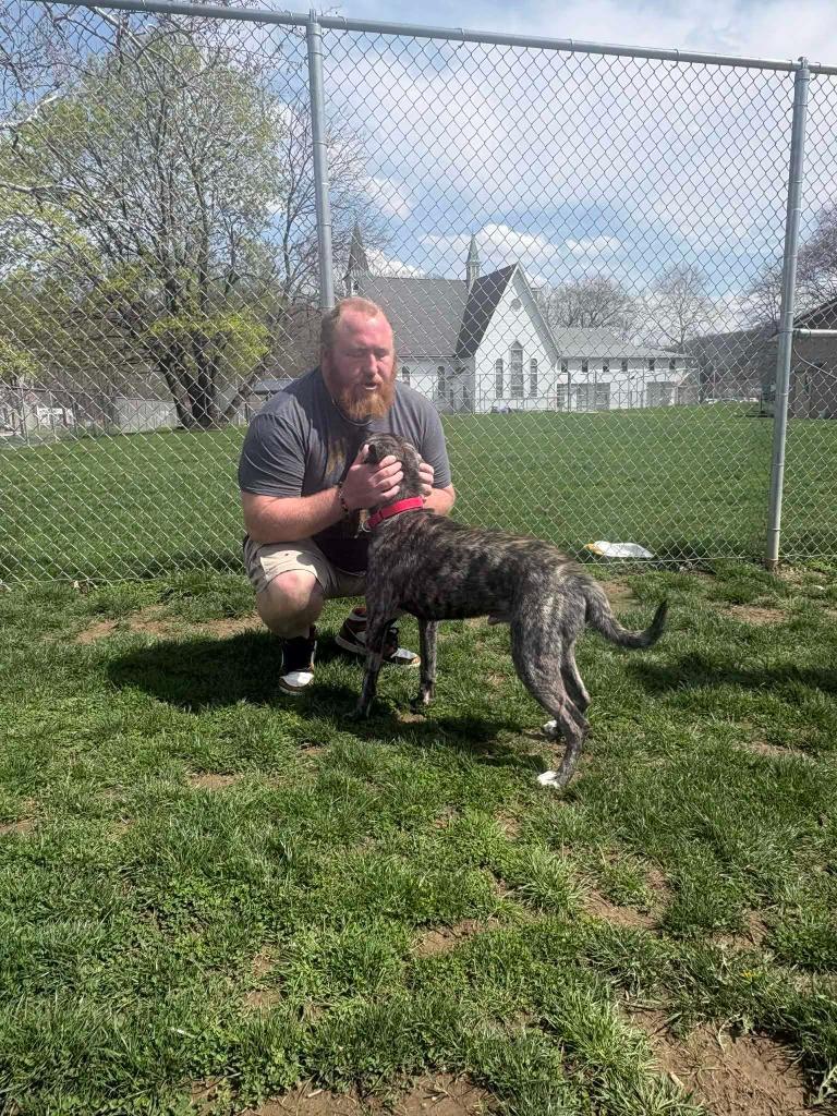 Enlarge Edward, a Adoptable Terrier in New Kensington, PA image 4/5