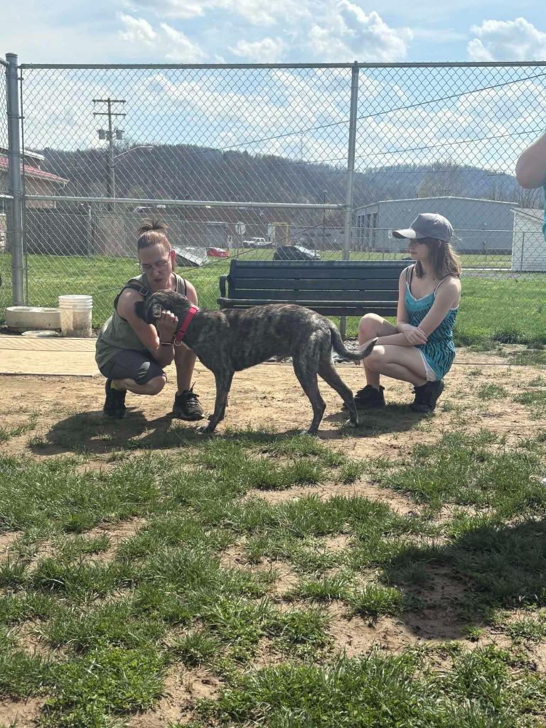 Enlarge Edward, a Adoptable Terrier in New Kensington, PA image 5/5