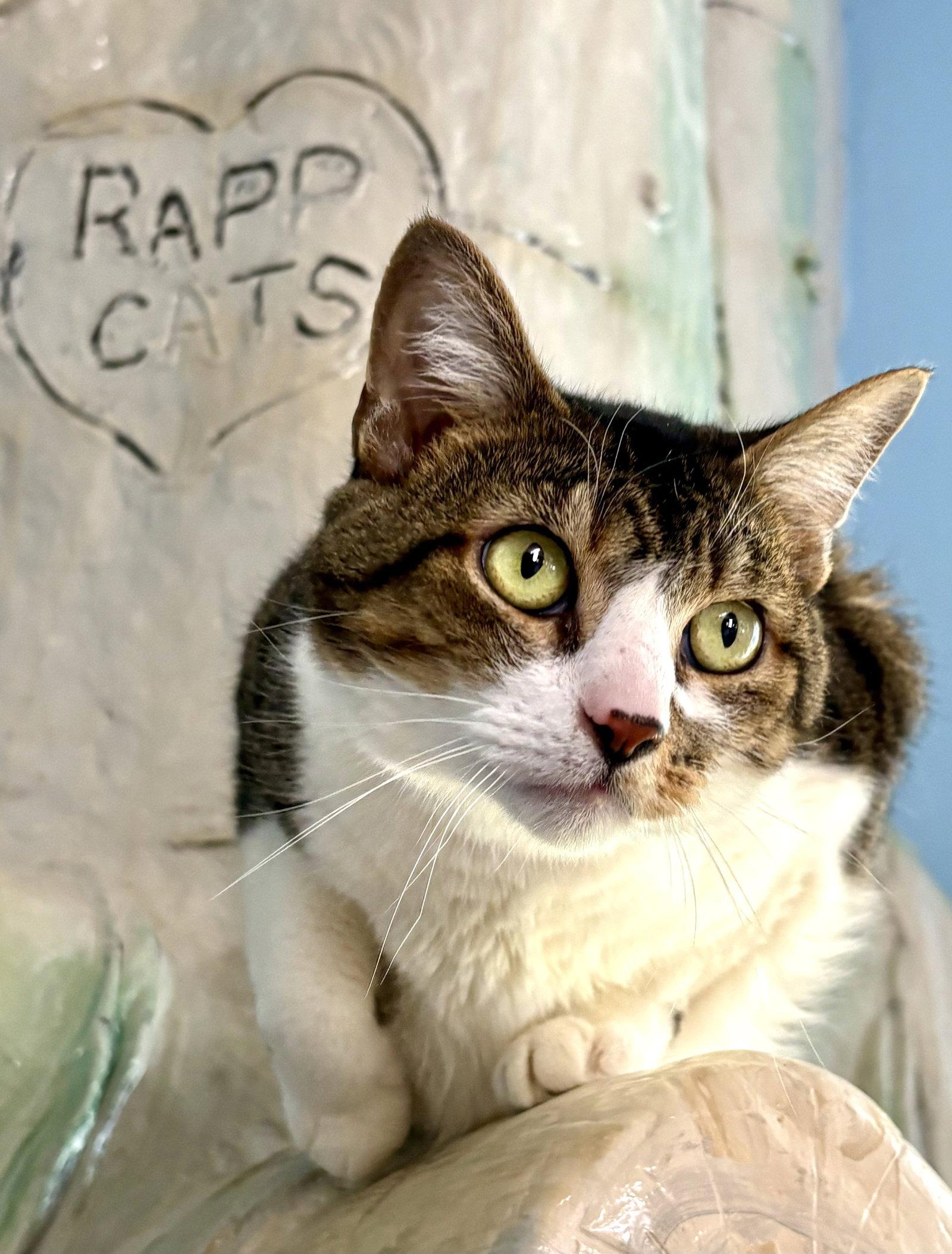 Bootsie, a Adoptable Tabby in Flint Hill, VA image 1/3