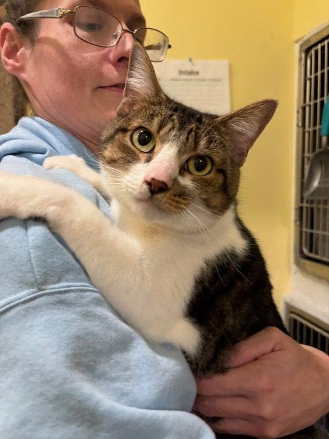 Bootsie, a Adoptable Tabby in Flint Hill, VA image 2/3