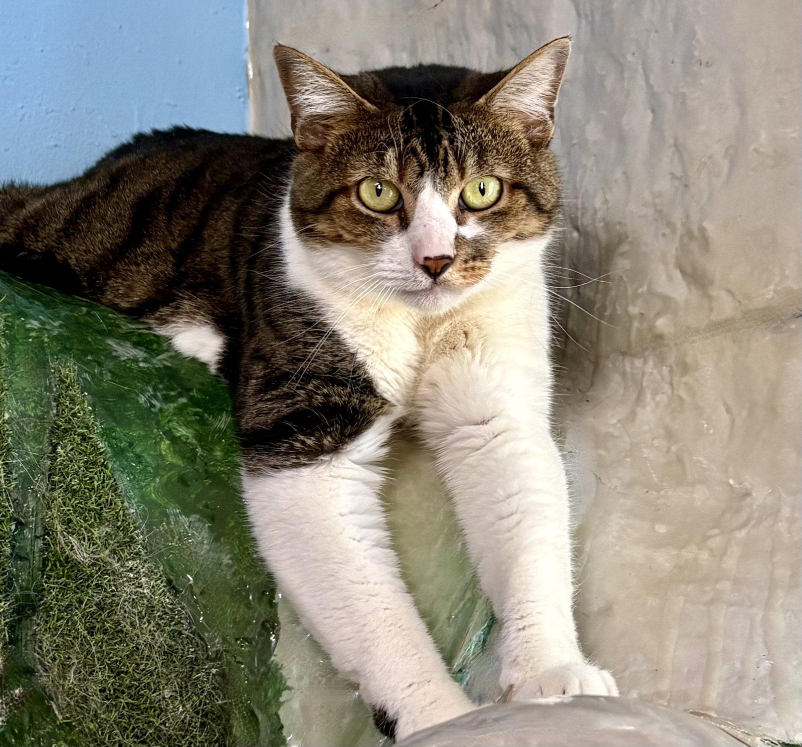 Bootsie, a Adoptable Tabby in Flint Hill, VA image 3/3