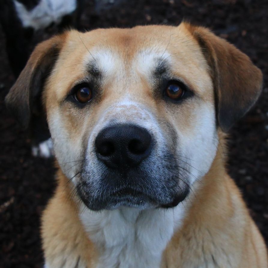 Enlarge Gracie, a Adoptable mixed breed in Sequim, WA image 7/11