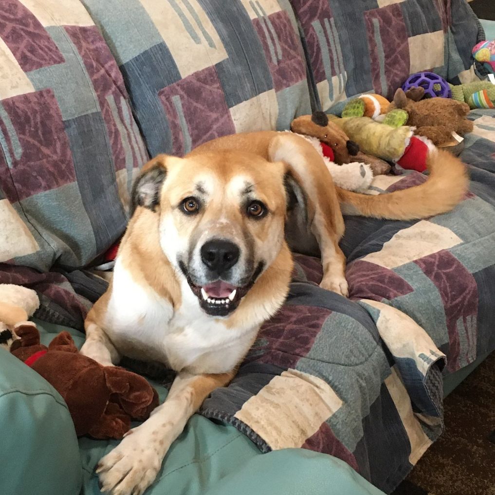 Enlarge Gracie, a Adoptable mixed breed in Sequim, WA image 8/11