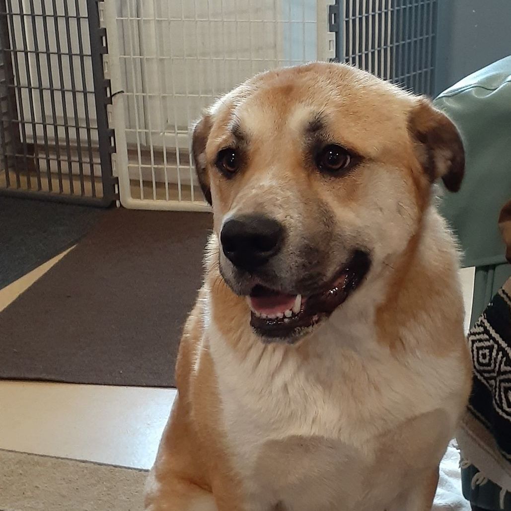 Enlarge Gracie, a Adoptable mixed breed in Sequim, WA image 9/11