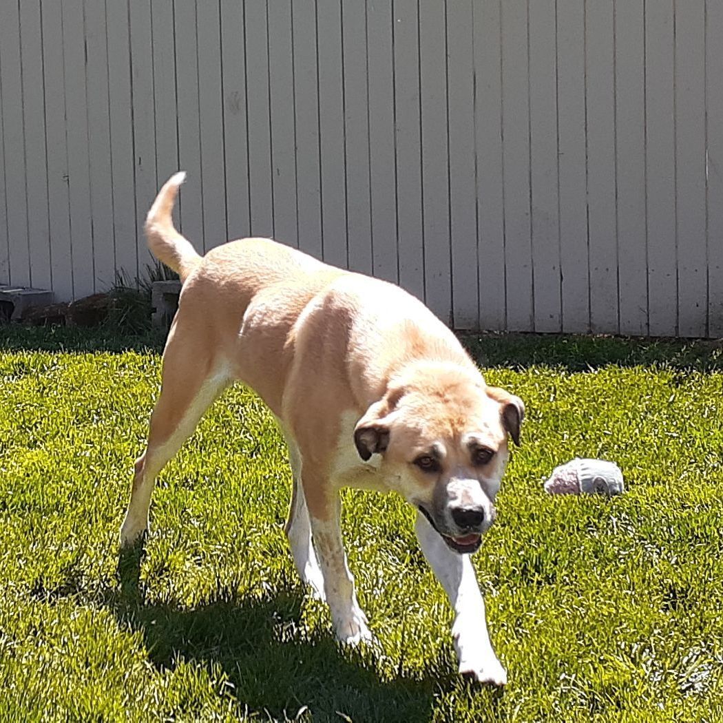 Enlarge Gracie, a Adoptable mixed breed in Sequim, WA image 10/11